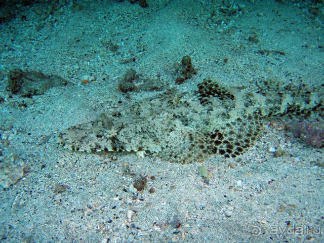 фото Abou Dabbab