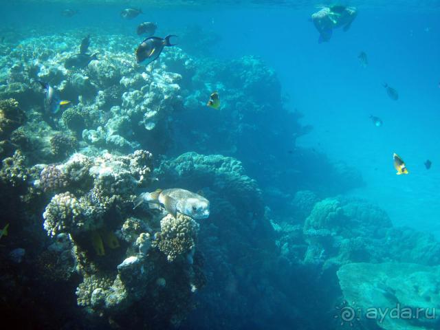 фото Abou Dabbab