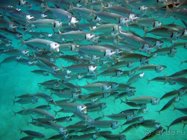 фото Abou Dabbab