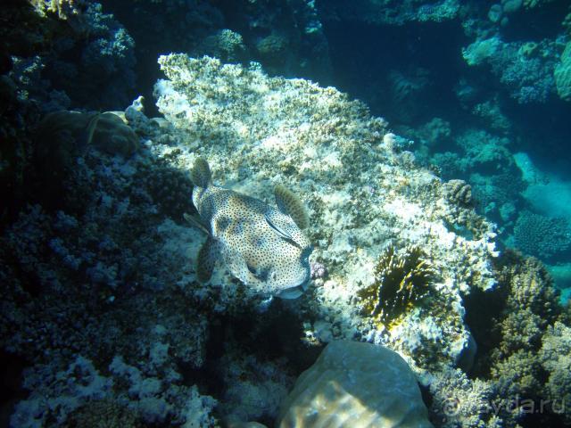 фото Abou Dabbab