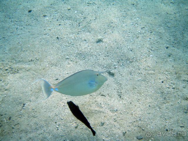 фото Abou Dabbab