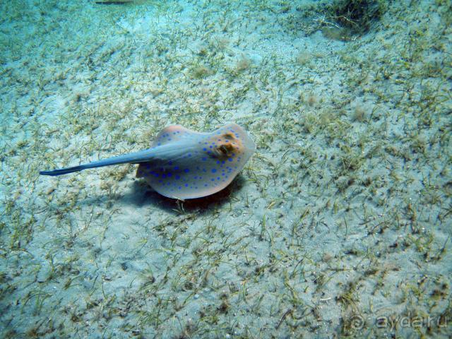 фото Abou Dabbab