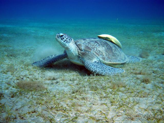 фото Abou Dabbab