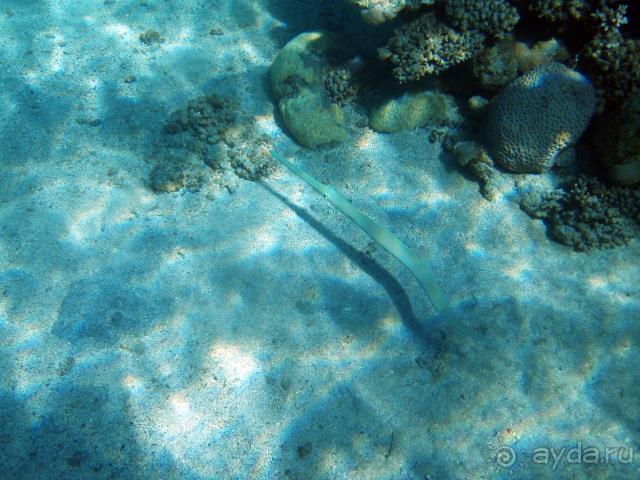 фото Abou Dabbab