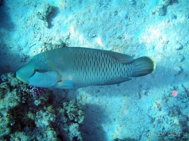 фото Dessole Royal Rojana Resort