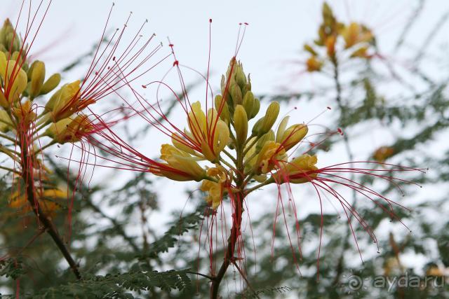 фото Domina Coral Bay Oasis