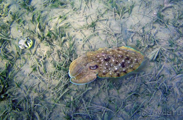 фото Serenity Alpha Beach