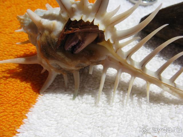 фото Albatros Aqua Park Resort