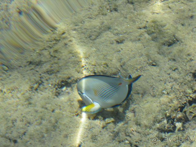 фото Albatros Aqua Park Resort