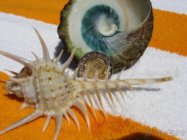 фото Albatros Aqua Park Resort