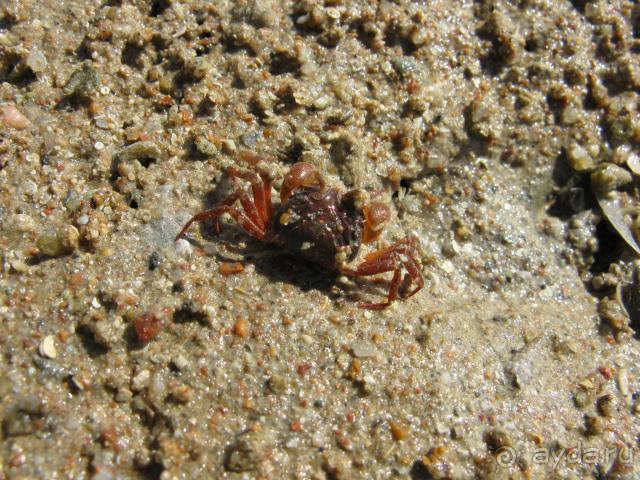 фото Panorama Bungalow Resort Hurgada