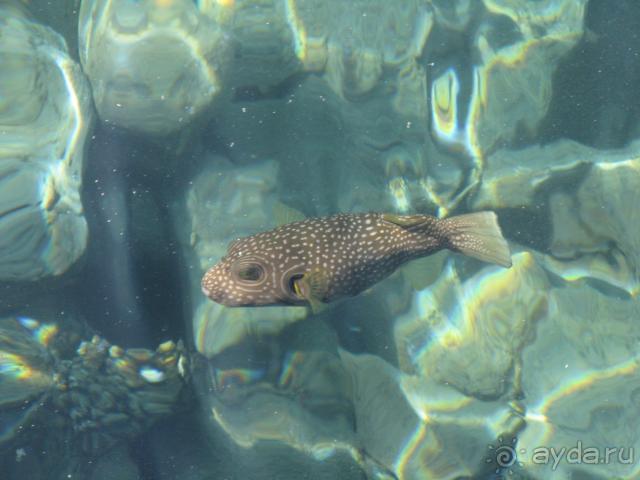 фото Aladdin Beach Resort