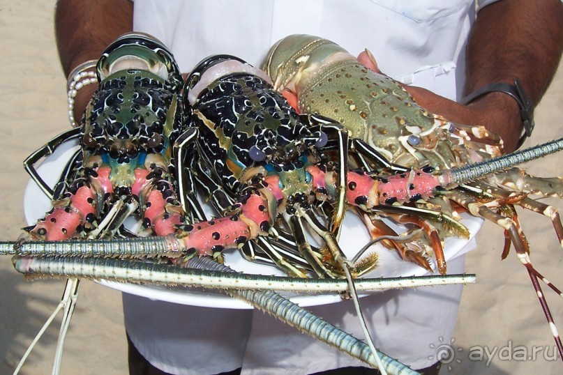 Гоа не без уродов!!!