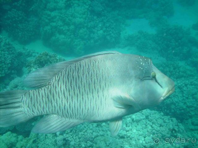 Избегайте этот отель! 