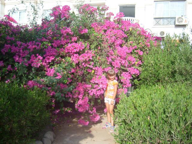 фото Pickalbatros Aqua Blu Sharm El Sheikh