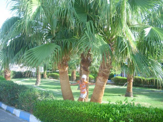 фото Pickalbatros Aqua Blu Sharm El Sheikh