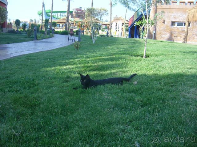 фото Pickalbatros Aqua Blu Sharm El Sheikh