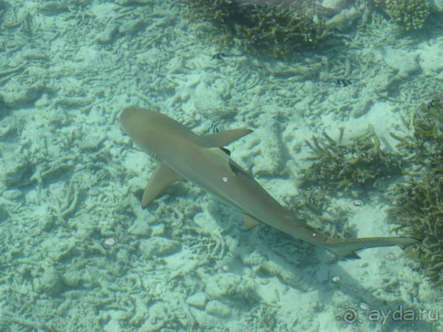 Курамати... Месты сбываются...