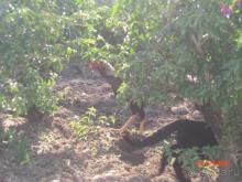 фото Kiris World Voyage Hotel (закрыт)