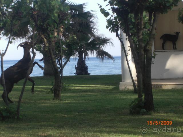 Козы. В отеле. Спускаются с горы к вечеру. Мирные.