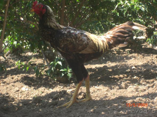 "Беговая"  курица. Не ноги- мечта!