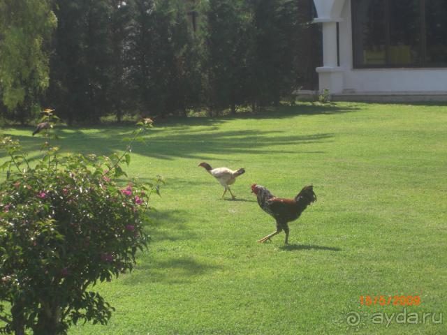 Петухи исправно горланили на завтраке. 