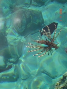 Самый красивый риф Красного моря!