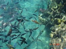 Самый красивый риф Красного моря!