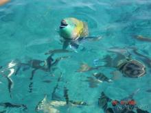 Самый красивый риф Красного моря!