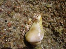 Для Египта твёрдая четверка