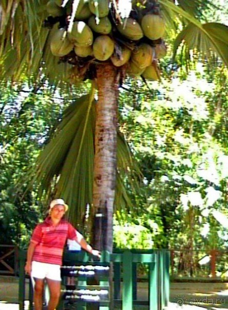 Кто куда, а мы на Сейшеллы.