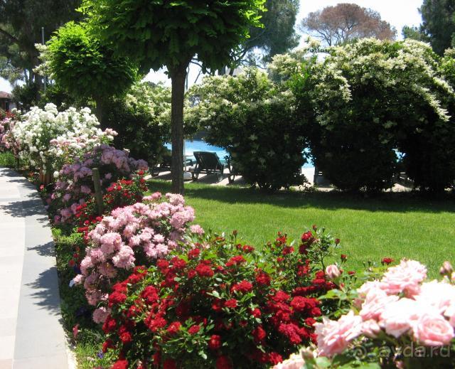 фото Papillon Ayscha Hotel Resort & Spa