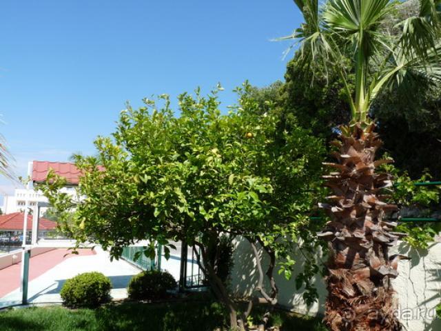 Romanza: для тех "кому ехать а не шашечки"