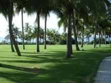 Mangrove Tree Resort