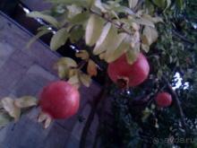 Гранатовое дерево