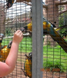 На Тенерифе в Мариланзу! 