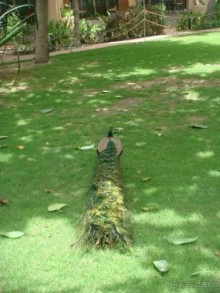 Очень хороший отель