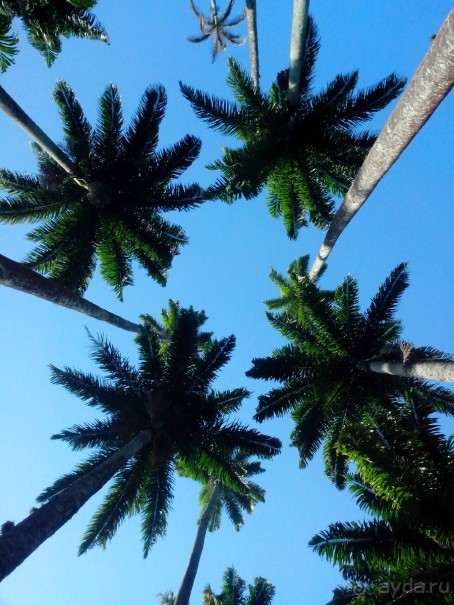 Альбом отзыва "ПО ТУ СТОРОНУ ЭКВАТОРА (организационные моменты)"