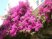 Португалия. Год спустя