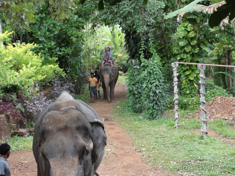 экскурсия на ферму слонов