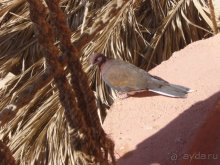 фото Jolie Ville Golf & Resort