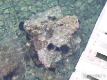 Старушка Греция или по следам Джеральда Даррелла