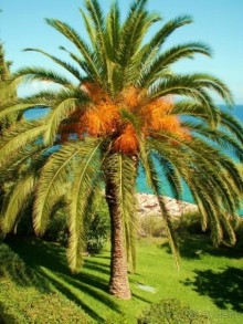 фото Marbella Corfu