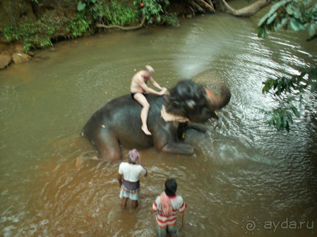 Купание слона