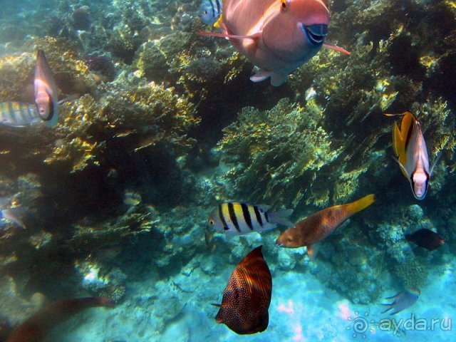 фото Albatros Sharm Resort