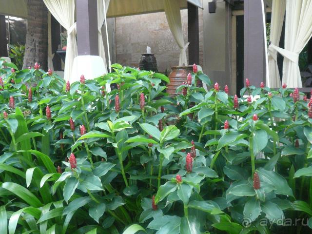 цветы отеля