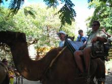 фото Flamingo Beach Mate