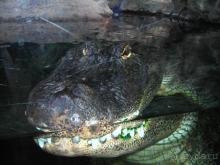 Отдых на Тенерифе