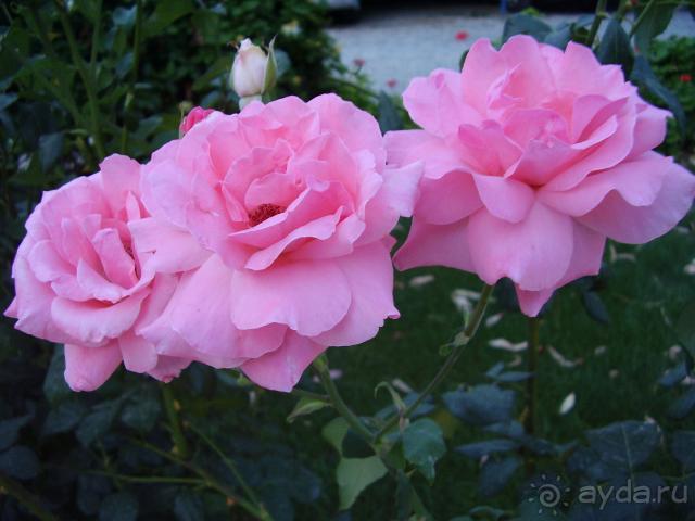 Хороший отель, отдыхали второй раз.