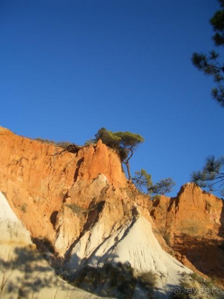 фото Сирена